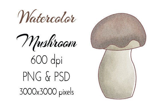 Hand-Drawn Mushroom Watercolor Illustrations for Local Branding