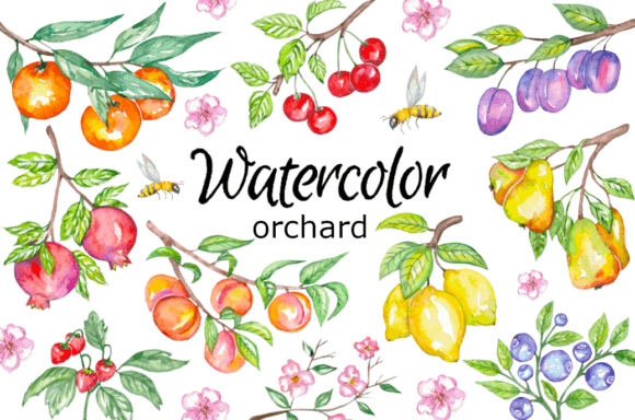 Orchard Watercolor Clipart & Illustrations
