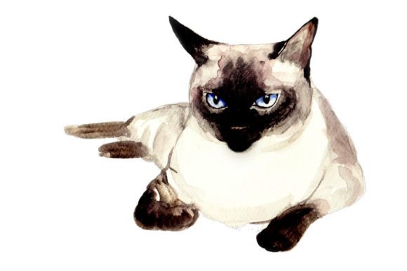 Siamese Cat Art Watercolor Illustration for Branding and Marketing