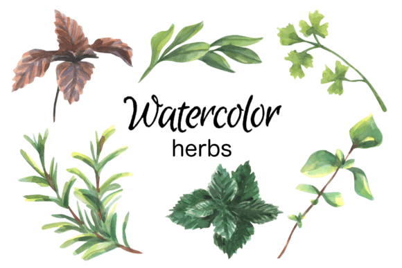 Watercolor Herbs Kitchen Illustrations Review