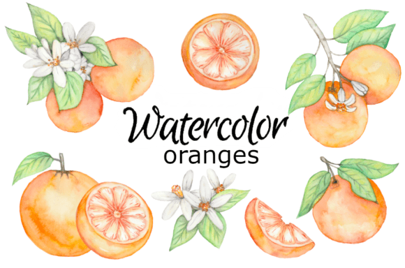 Watercolor Oranges Clipart & Illustrations
