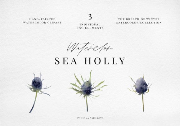 Watercolor Sea Holly Clipart Png for Crafting & Illustrations